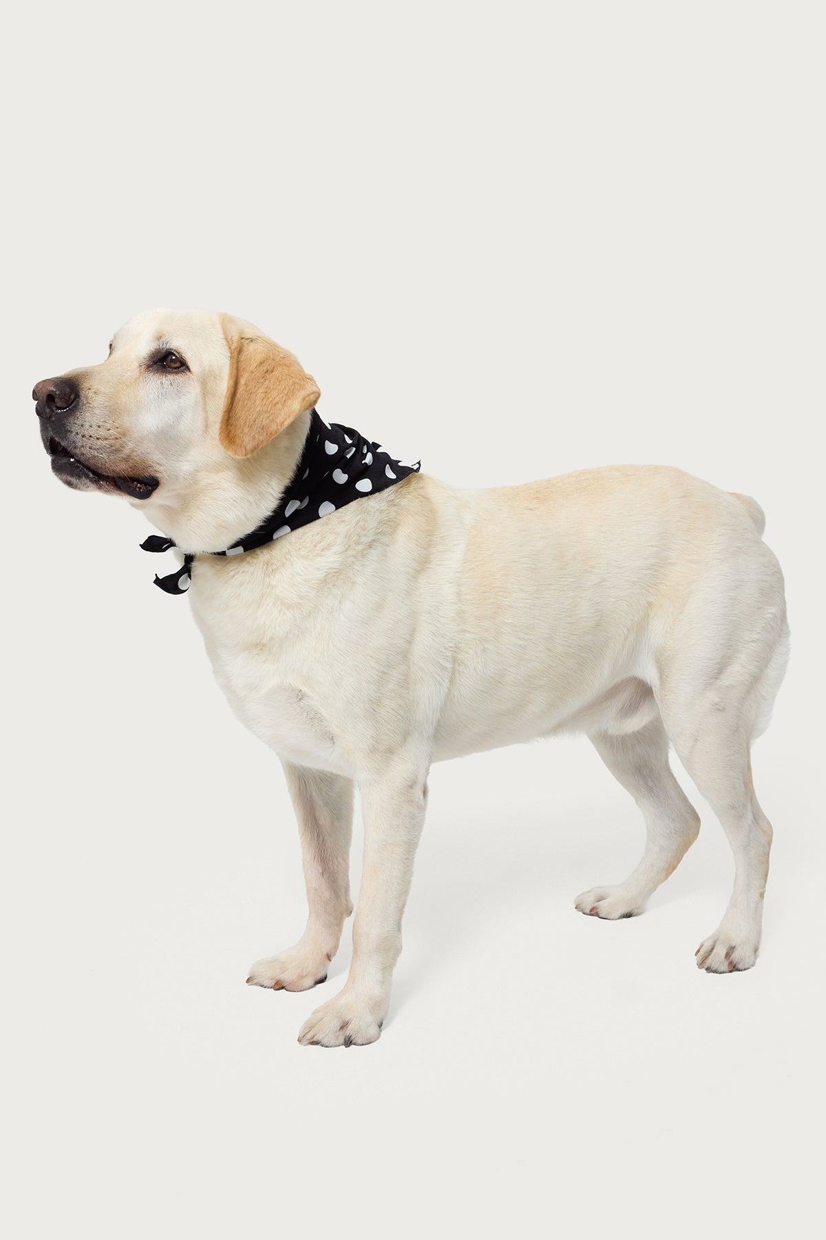 Polka Dot Edikted Pet Bandana - Image 3