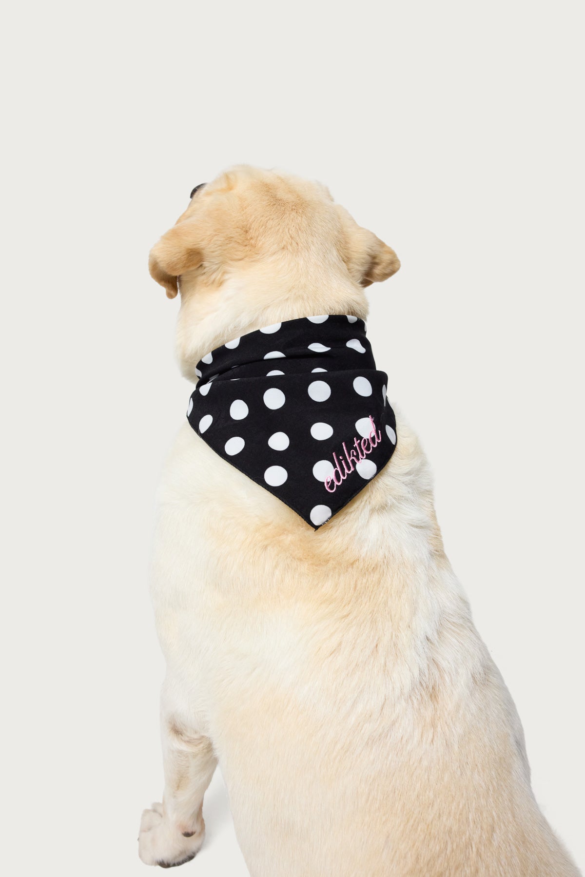Polka Dot Edikted Pet Bandana - Image 2